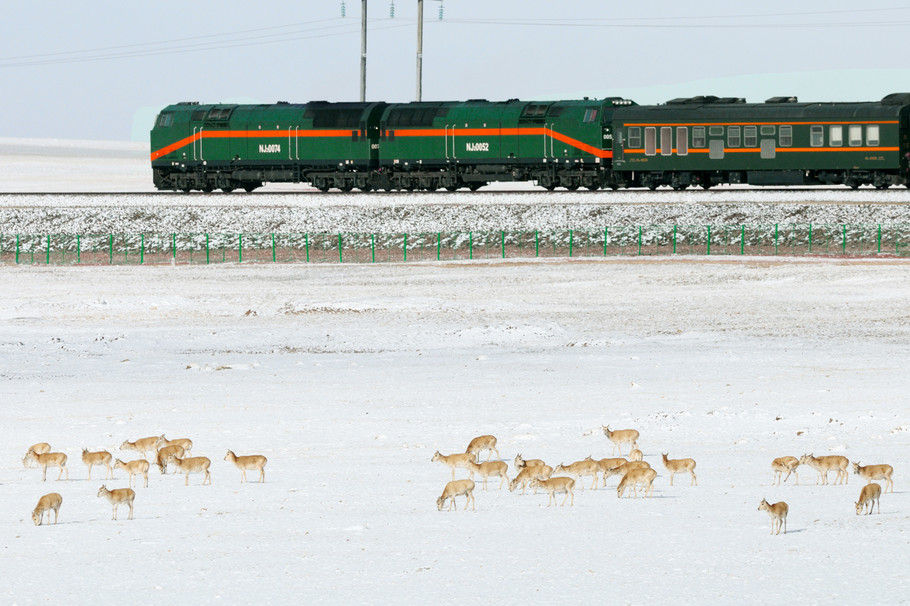 迁徙途中的母藏羚羊在铁路边悠闲的吃草