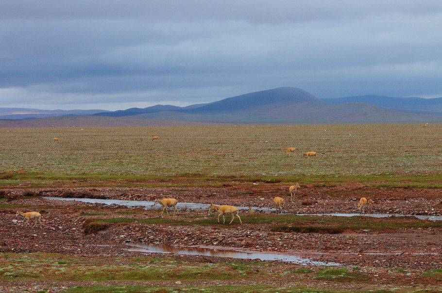 此刻这片广阔的草原属于这群藏羚羊。