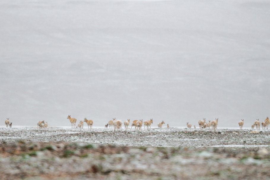 风雨无阻的藏羚羊群迁徙。
