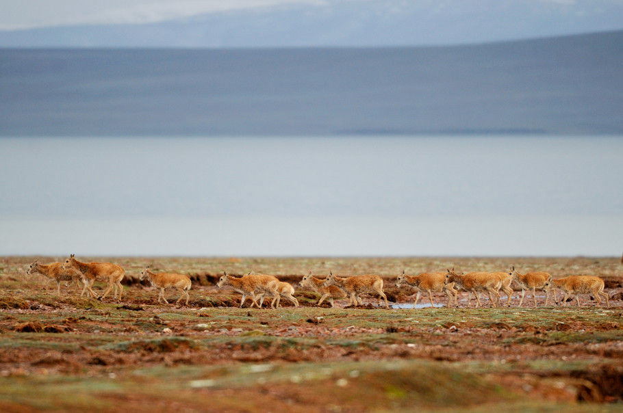 巡山队员近距离的拍摄藏羚羊细节图。