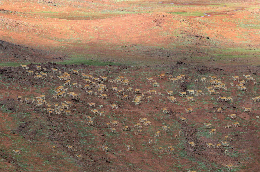 翻山越岭的藏羚羊群，它们身上有种高贵和坚忍不拔的精神。