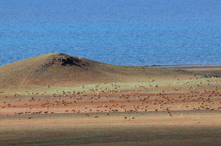 数千只的藏羚羊在徙途过程中补充食物和休息