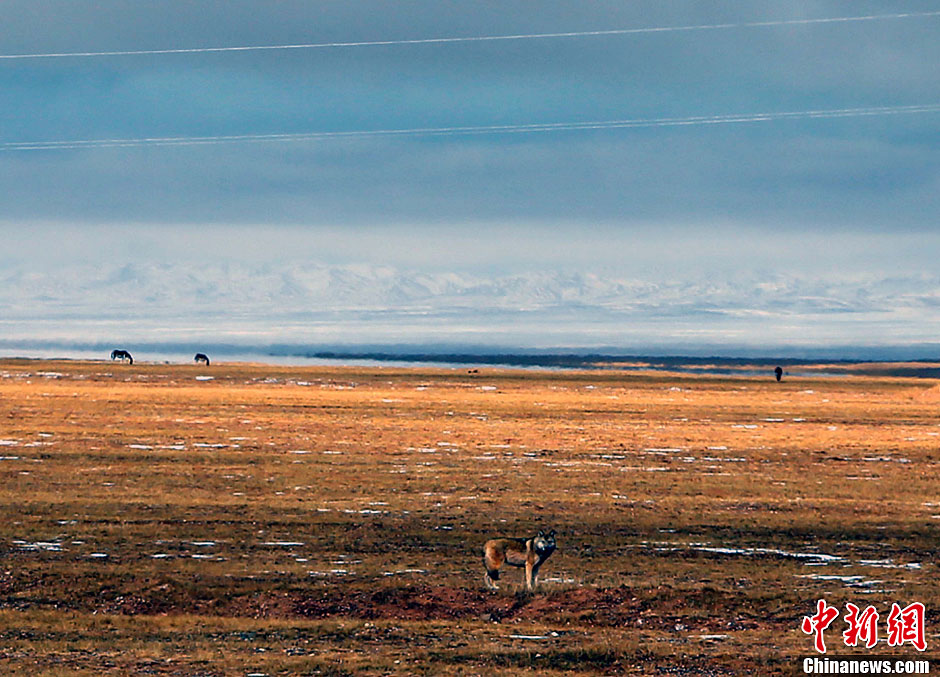 10月18日，一只狼在青藏公路边四处转悠，远处有几只藏野驴在觅食。记者在青藏公路沿线的可可西里保护区看到，很多野生动物在公路边悠闲散步觅食。随着保护力度的加大，野生动物种群数量恢复明显，以前很难看到的藏野驴、藏羚羊等动物如今在青藏公路边随处可见。