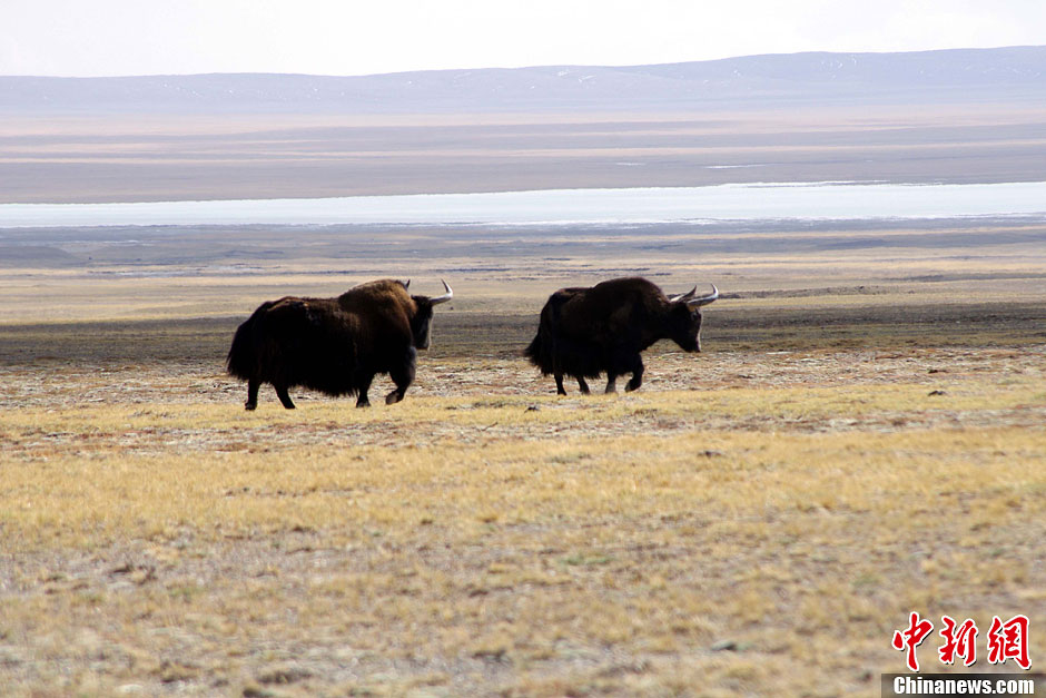 10月18日，两只野牦牛在相互追逐。记者在青藏公路沿线的可可西里保护区看到，很多野生动物在公路边悠闲散步觅食。随着保护力度的加大，野生动物种群数量恢复明显，以前很难看到的藏野驴、藏羚羊等动物如今在青藏公路边随处可见。