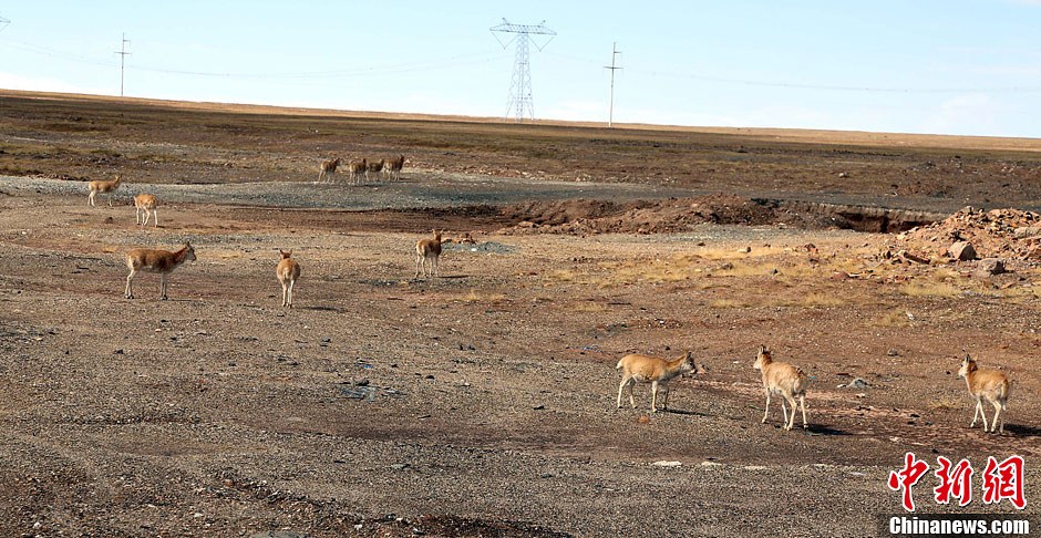10月18日，一群藏原羚在青藏公路边觅食，远处是青藏铁路。记者在青藏公路沿线的三江源保护区看到，很多野生动物在公路边悠闲散步觅食。随着保护力度的加大，野生动物种群数量恢复明显，以前很难看到的藏野驴、藏羚羊等动物如今在青藏公路边随处可见。