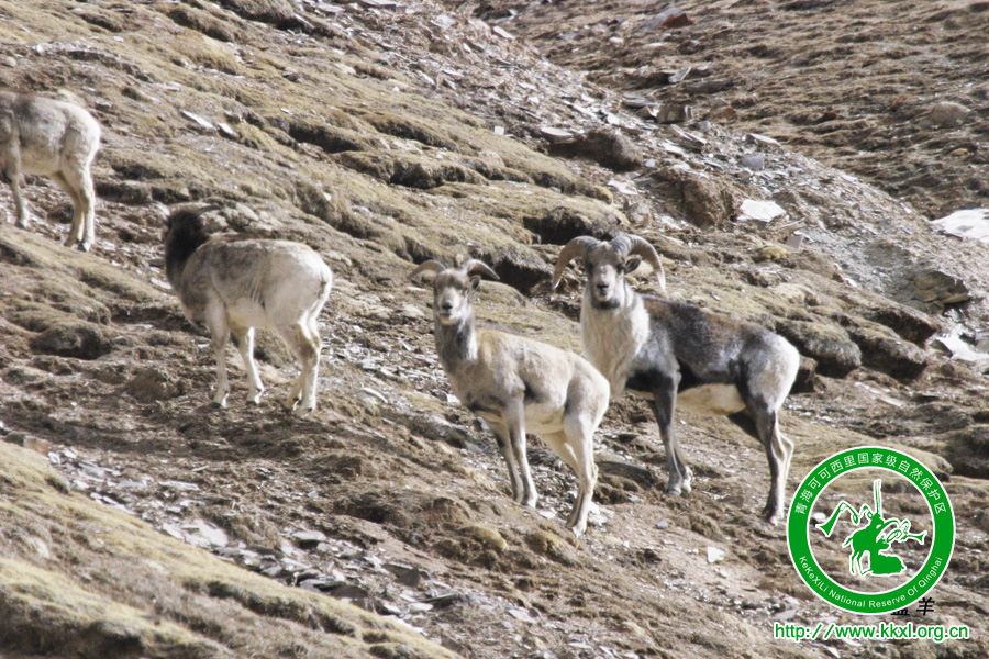 可可西里国家二级保护动物——盘羊