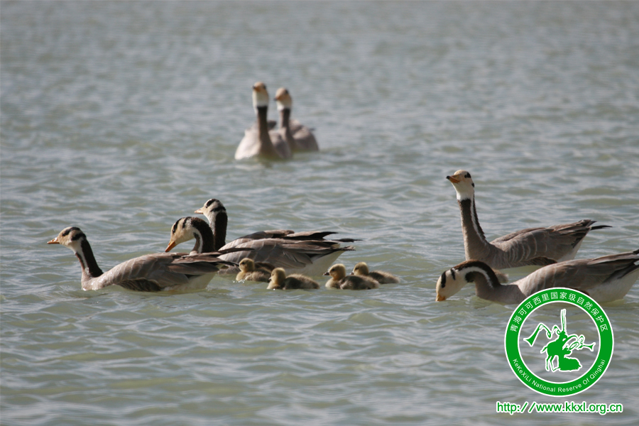 可可西里国家二级保护动物——斑头雁