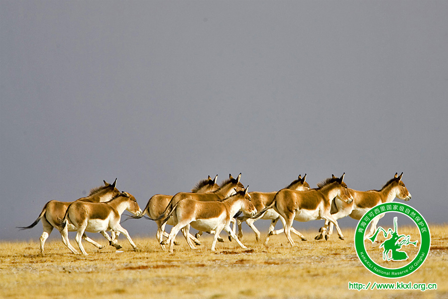 可可西里国家一级保护动物——藏野驴