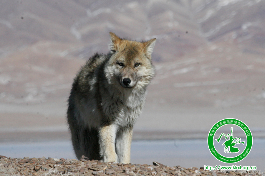 可可西里野生动物——狼