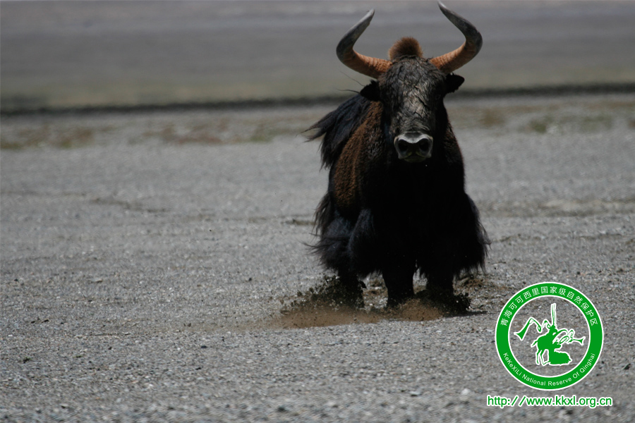 可可西里国家一级保护动物——野牦牛