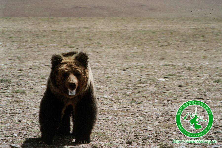 可可西里国家二级保护动物——棕熊
