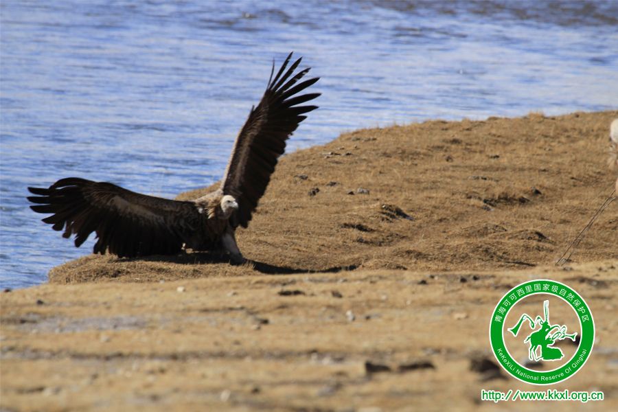 可可西里国家二级保护动物——秃鹰