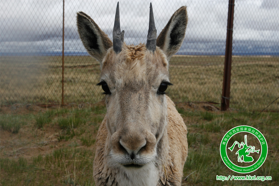 可可西里国家一级保护动物——藏羚羊
