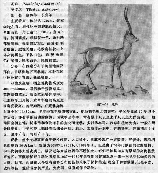 书籍记载可可西里藏羚羊