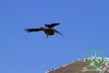 让人惊呆的可可西里十大奇观之乌鸦战秃鹫