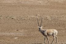 觅食路上走散的藏羚羊个体