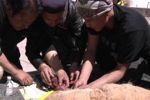 可可西里自愿者正在紧急对受伤的藏羚羊实施救援