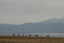 远处觅食的藏羚羊群