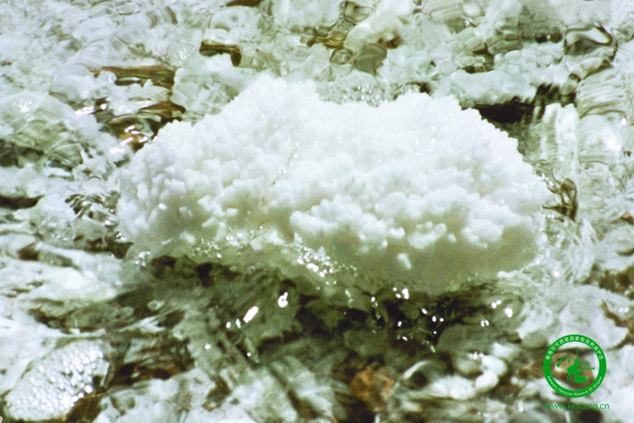 可可西里之所以被称为“无人区”是因为这里是高海拔地区，空气稀缺，只有平原地区一半的氧气，即使是这样，可可西里的冬季也是一个充满生机的美丽世界。因为冬季的可可西里可以看到水晶状的冰川、晶莹剔透的植物、雪白的冰山，冬季的可可西里更美。