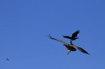 可可西里管理局摄影比赛动物一等奖《乌鸦战秃鹫》