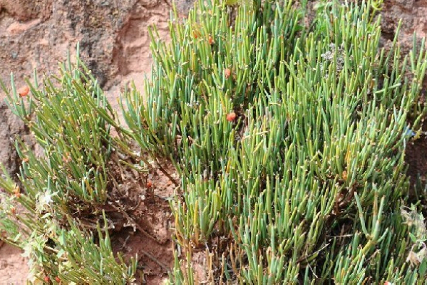 垫状山岭麻黄（学名：Ephedra gerardiana var. congesta）为麻黄科麻黄属下的一个变种。