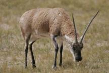 可可西里国家一级保护动物藏羚羊