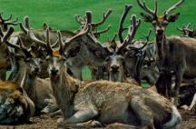 可可西里国家一级保护动物白唇鹿