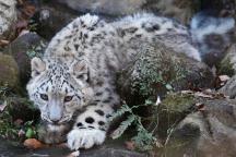 可可西里国家一级保护动物雪豹