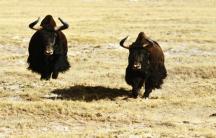 可可西里国家一级保护动物野牦牛