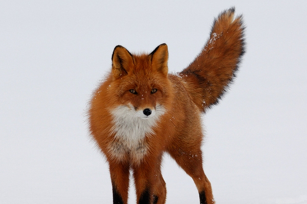 可可西里的赤狐