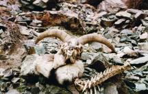 可可西里自然死亡的动物尸体