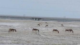 可可西里青藏线公路旁现大量野生动物